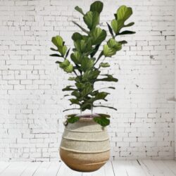 Revival Ceramic Decorative Vase Pot (C3)